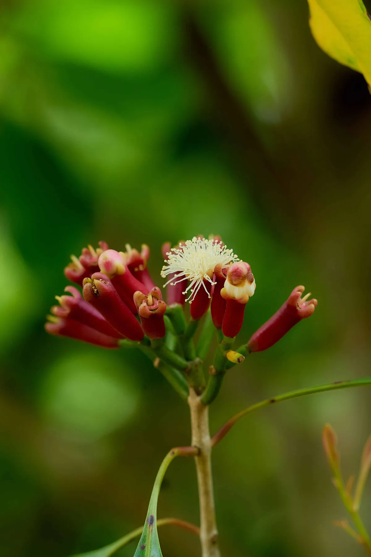 Zanzibar spice farms