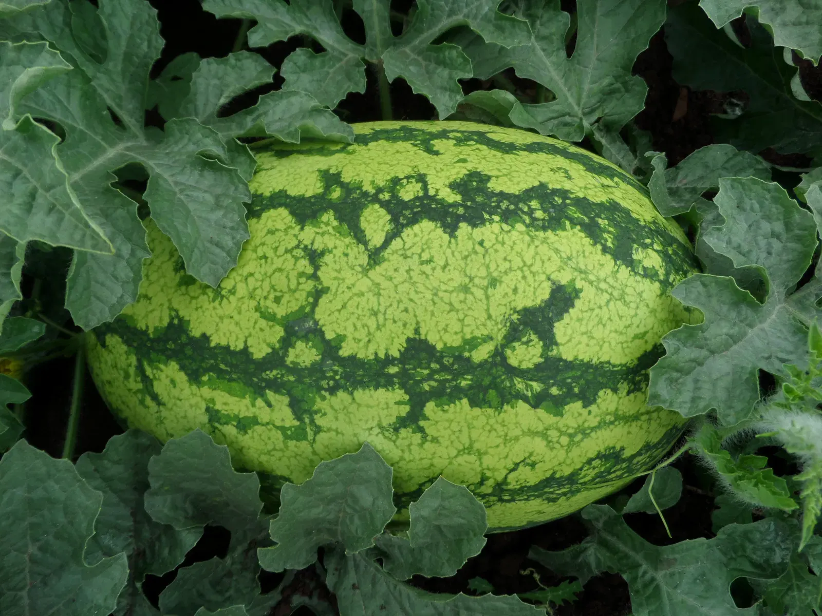 Fresh produce at an international trade fair