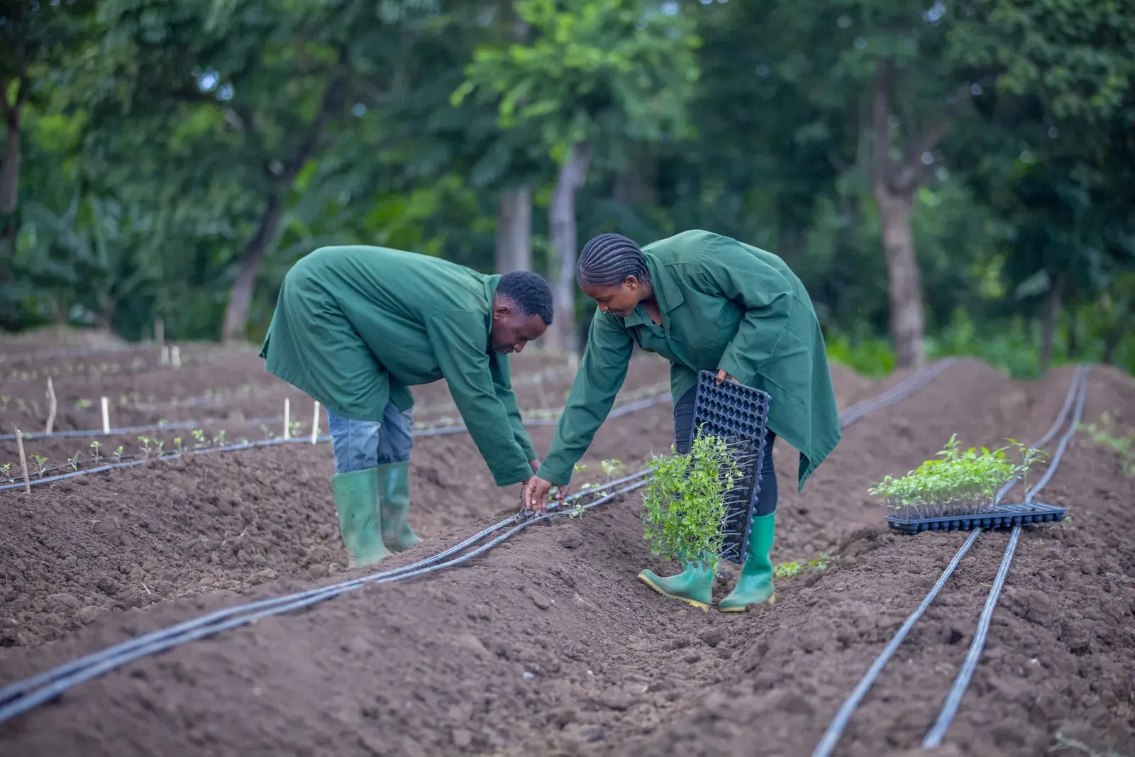 Seeds, crop inputs and post-harvest processing equipment